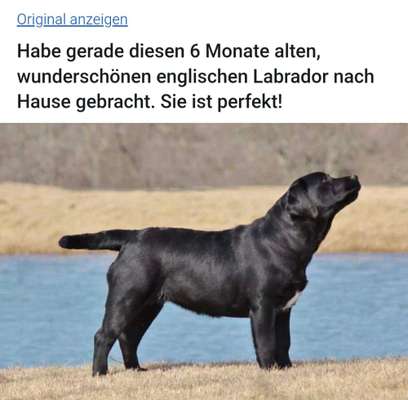 "Labrador-Molosser...?" Oder "Warum sehen Labbis zunehmend aus wie Zuchtbullen"?-Beitrag-Bild