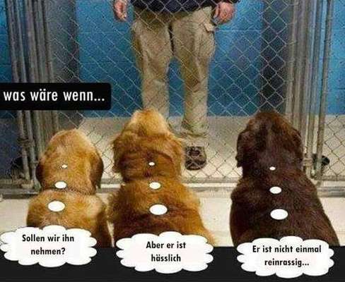 Hunde Memes-Beitrag-Bild