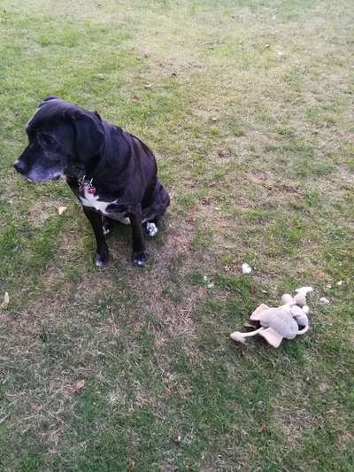 Hat euer(e) Hund(e) Lieblingsspielzeug, das er/sie seit Jahren hat ?-Beitrag-Bild