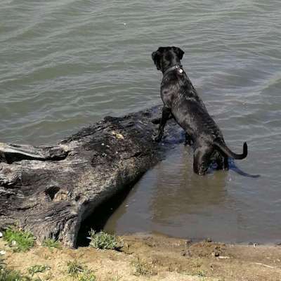 Tipps, Tricks, Klatsch und Tratsch über den Labrador-Beitrag-Bild