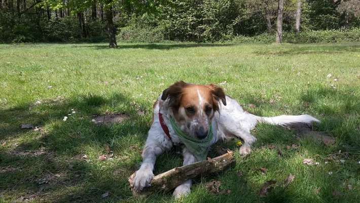 Unsere Fellnasen im Regenbogenland-Beitrag-Bild