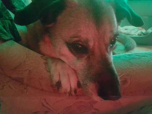 Unsere Fellnasen im Regenbogenland-Beitrag-Bild