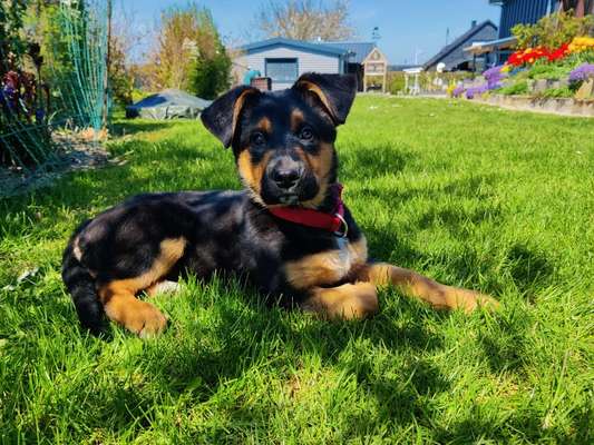 Hundetreffen-Let's go and Play, Spiel, Spaß, Wanden und Abenteuer-Bild