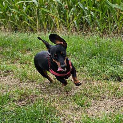 Hundetreffen-Doglover Spieltreff-Bild