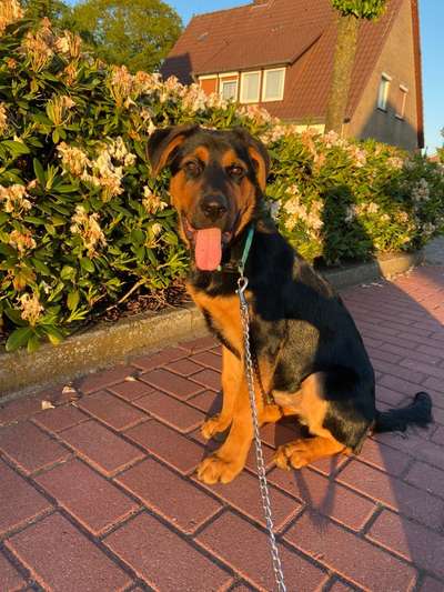 Die Dogorama Kalender Challenge Teil 3/4-Beitrag-Bild