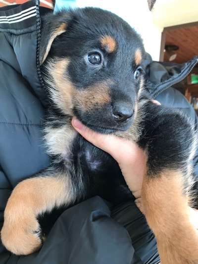 Welpen Bilder !-Beitrag-Bild