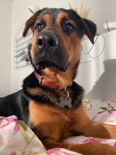 Rottweiler/-Mischlinge-Beitrag-Bild