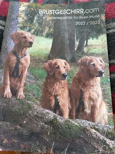 Geschirre für schmale Brust (Breton)-Beitrag-Bild