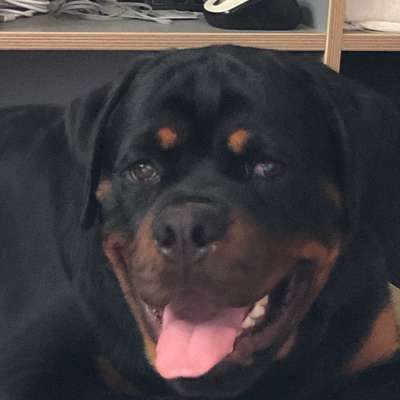 Hundetreffen-1-1 Playdate for a strong dog-Bild