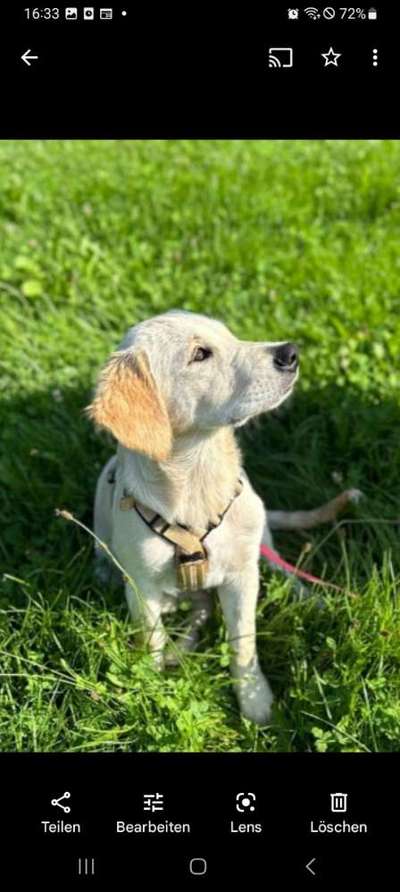 Hundetreffen-Welpenspiel-Bild