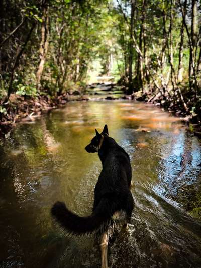 Hundetreffen-Gemütliches laufen am Wasser-Bild