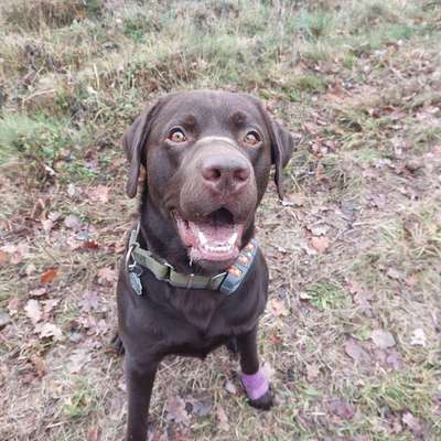 Hundetreffen-Hündin zum Spielen gesucht-Bild