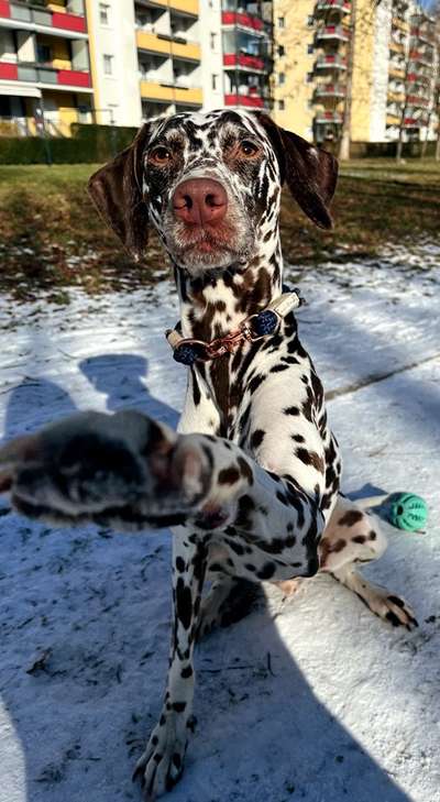TierschutzhundeStammtisch🐕-Beitrag-Bild