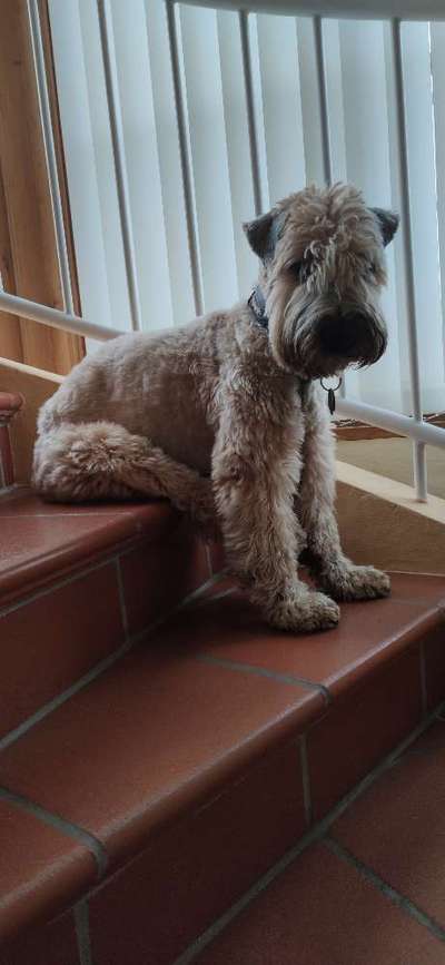 Gibt es hier Irish Soft Coated Wheaten Terrier Besitzer?-Beitrag-Bild