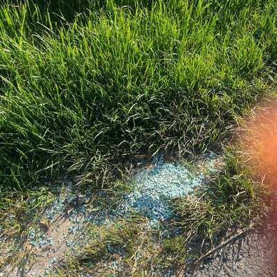Giftköder-Blaukorn-Bild