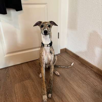 Hundetreffen-Junghund Sozialisierungstreff-Bild