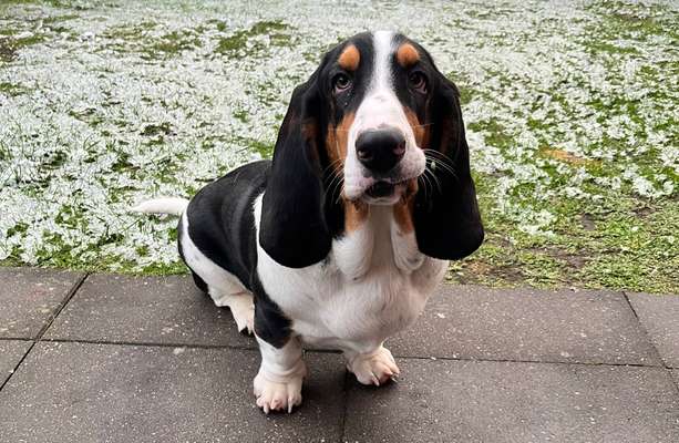 Basset Hound-Beitrag-Bild