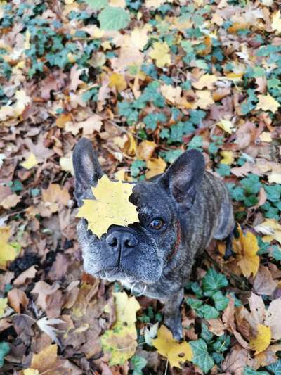 Die Dogorama Kalender Challenge Titelbild-Beitrag-Bild