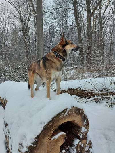 Dogorama Photo Challenge - Es wird nochmal kalt!-Beitrag-Bild