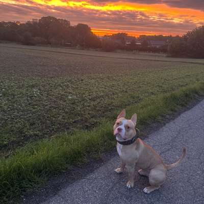 Hundetreffen-Bully Freunde  Hüllenberg 🌳-Bild