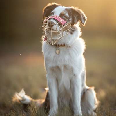 %{de_profession_title}-Maulkorb Beratung & Anpassung-Bild