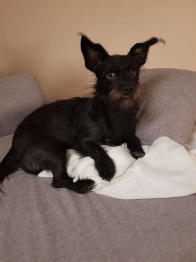 Die Dogorama Kalender Challenge Titelbild-Beitrag-Bild