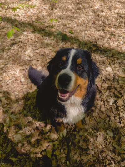 Berner Sennen-Beitrag-Bild