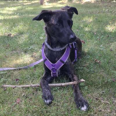 Hundetreffen-Welpen Spiel treffen-Bild