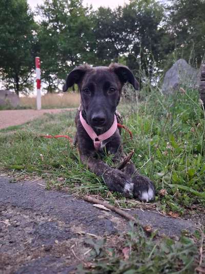 Hundetreffen-Welpen Spiel treffen-Bild