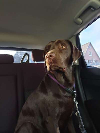 Rasseporträt Labrador-Beitrag-Bild