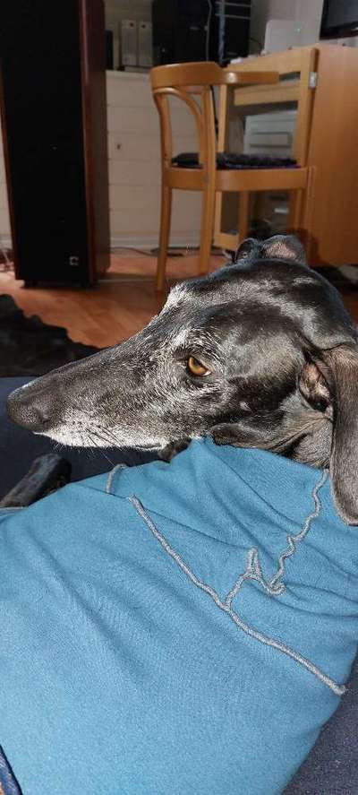 Windhunde - Treffen der besonderen Schönheiten
HERZLICH WILLKOMMEN-Beitrag-Bild