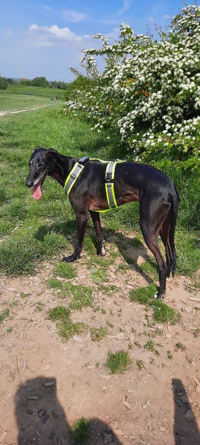 Hund aus dem Spanischen Tierschutz-Beitrag-Bild