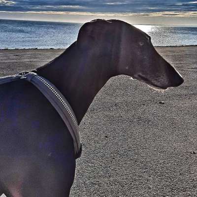 Windhunde - Treffen der besonderen Schönheiten
HERZLICH WILLKOMMEN-Beitrag-Bild