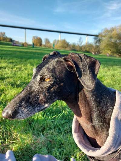 Windhunde - Treffen der besonderen Schönheiten
HERZLICH WILLKOMMEN-Beitrag-Bild