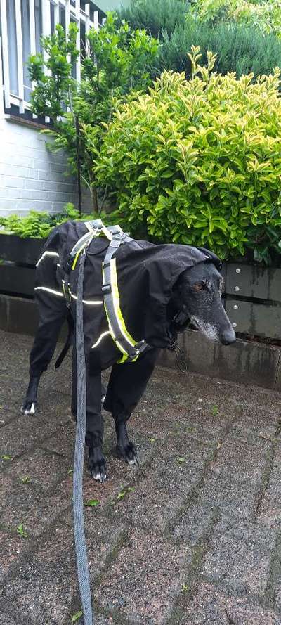 Windhunde - Treffen der besonderen Schönheiten
HERZLICH WILLKOMMEN-Beitrag-Bild