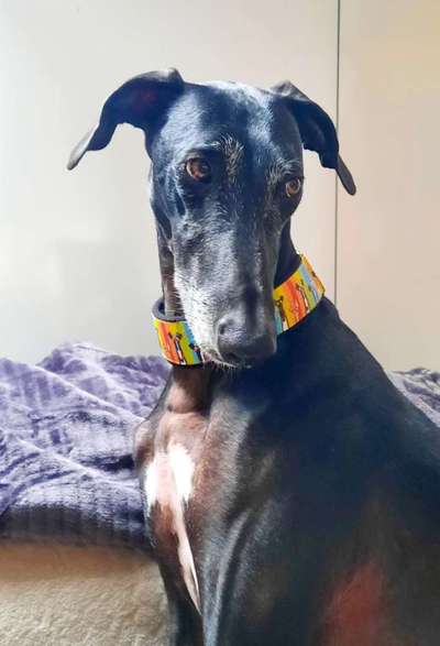 Auslandstierschutz-Beitrag-Bild