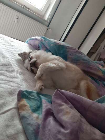 Darf der Hund bei Euch im Bett schlafen?-Beitrag-Bild