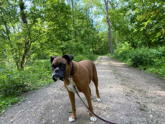 Boxer ???-Beitrag-Bild