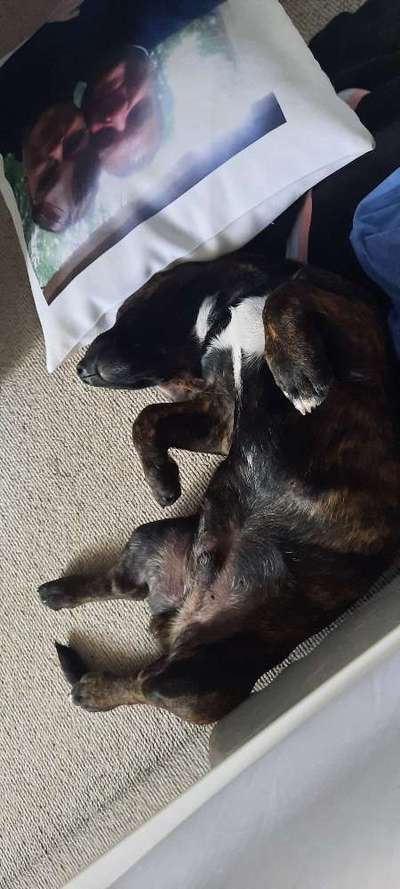 Lustigsten Bilder-Beitrag-Bild