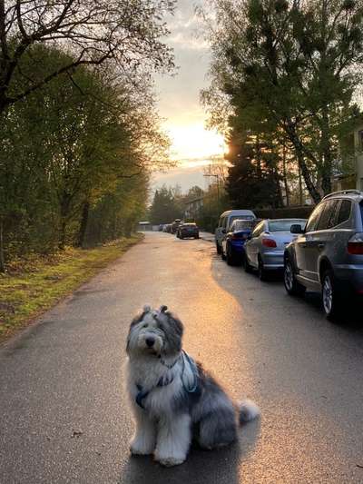 Hunderunde-Beitrag-Bild