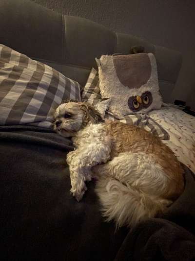 Shih Tzu von Jung bis Senioren-Beitrag-Bild