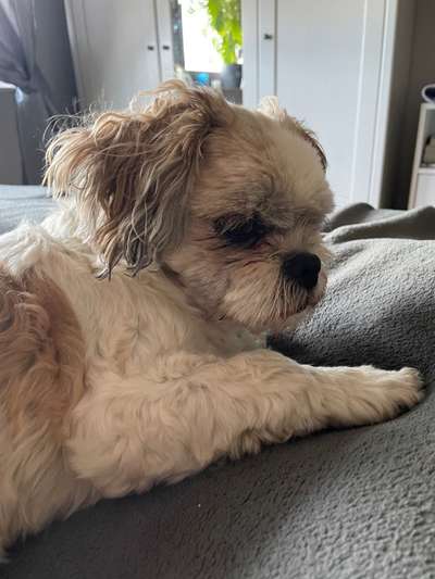 Shih Tzu von Jung bis Senioren-Beitrag-Bild
