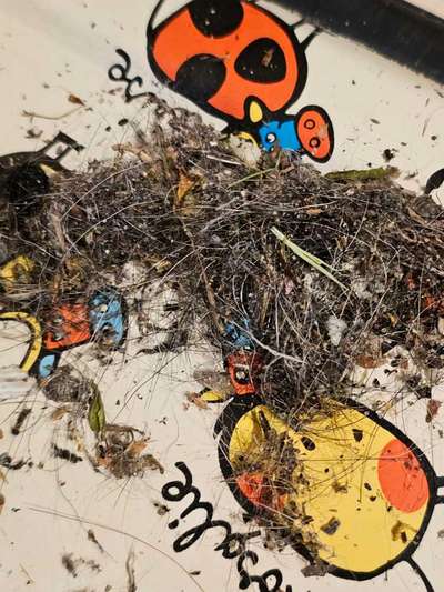 Hundehaare im Treppenhaus-Beitrag-Bild