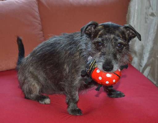 Wo sind die Jack und Parson Russell Terrier?-Beitrag-Bild