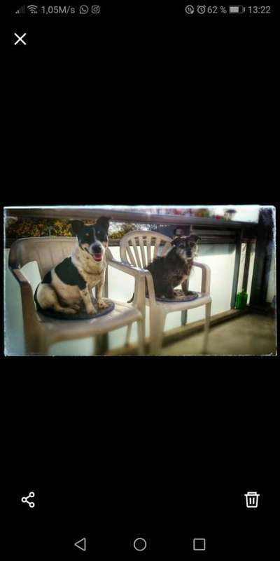 Wo sind die Jack und Parson Russell Terrier?-Beitrag-Bild