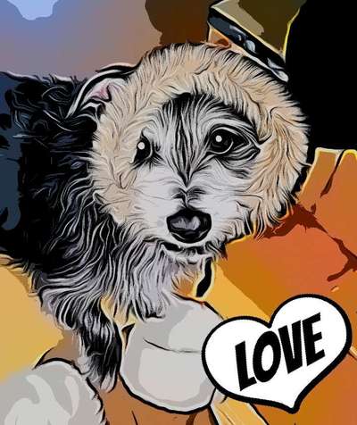 Zeige das lustigste Bild eures Hundis-Beitrag-Bild