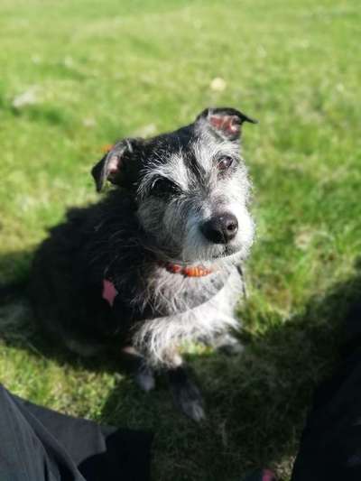 Foto's und Hundemodels-Beitrag-Bild