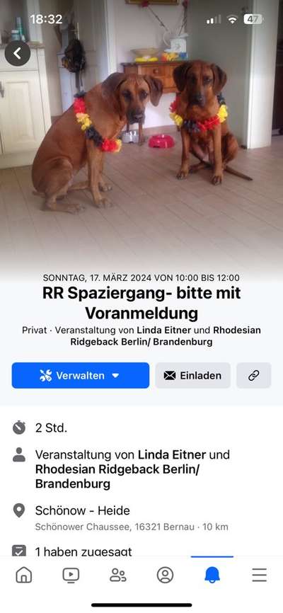 Rhodesian Ridgeback-Beitrag-Bild