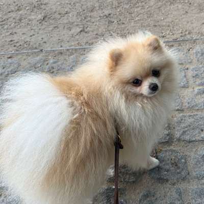 Hundetreffen-Hundefreund/in gesucht-Bild