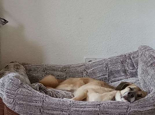 Tierschutzhunde suchen ein Zuhause-Beitrag-Bild